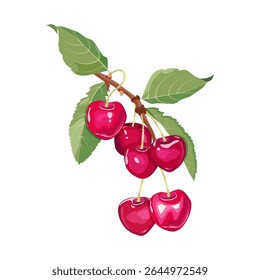 Cherry branch with red berries on a isolated background.