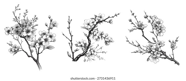 Rama de cereza Sakura Set Sketch dibujado a mano en estilo doodle