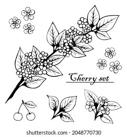 cherry branch set, flowers, barries. Vintage cherry. Illustration for printing, backgrounds, wallpapers, packaging, greeting cards, posters, textile, seasonal design. Isolated on white background.