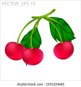 cherry branch with several leaves, vector 3d isolated on a white background suitable for animation and illustration design