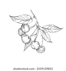 Cherry branch vector black and white illustrations hand drawn with ink. Leaves, berries of cherry on a white background. Isolated elements for label design