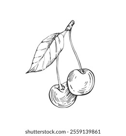 Cherry branch vector black and white illustrations hand drawn with ink. Leaves, berries of cherry on a white background. Isolated elements for label design