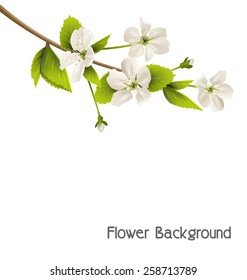 Cherry branch with white flowers isolated on white background