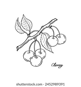 Cherry branche. Blck and white berries set. Hand-drawn flat image. Vector illustration on a white background.