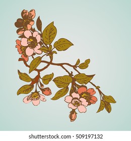 Cherry branches with flowers, sakura vector illustration