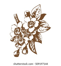 Cherry branches with flowers, sakura vector illustration