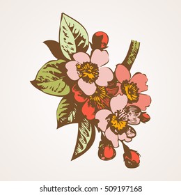 Cherry branches with flowers, sakura vector illustration