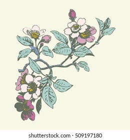Cherry branches with flowers, sakura vector illustration
