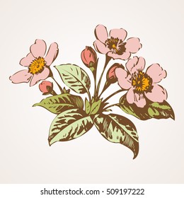 Cherry branches with flowers, sakura vector illustration