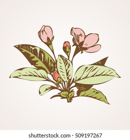Cherry branches with flowers, sakura vector illustration