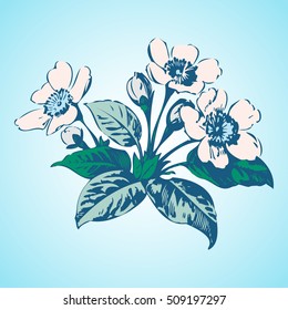 Cherry branches with flowers, sakura vector illustration