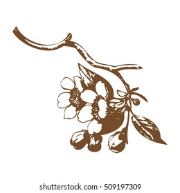 Cherry branches with flowers, sakura vector illustration
