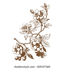 Cherry branches with flowers, sakura vector illustration