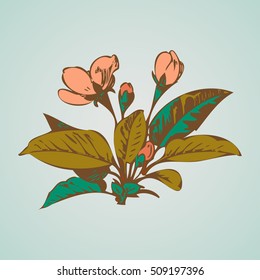 Cherry branches with flowers, sakura vector illustration