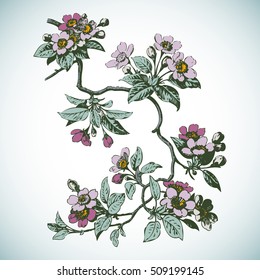 Ramas de cerezo con flores, ilustración vectorial sakura