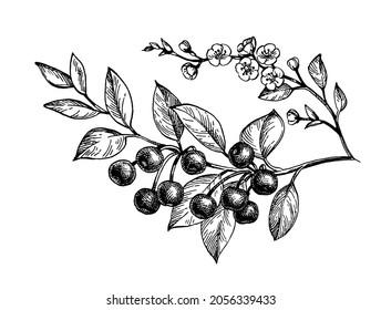 Cherry branches with fruits and flowers. Ink sketch isolated on white background. Hand drawn vector illustration. Vintage style stroke drawing.