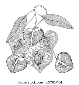 Cherry bunch illustration label