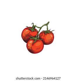 Cherry or bush tomato branch, hand drawn color vector illustration isolated on white background. Vegetarian natural food tomato in sketch style for packaging and prints.