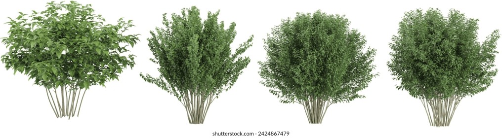 Cherry Bush,Dogwood,Deciduous trees isolated on white background, tropical trees isolated used for architecture svg