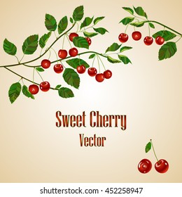 Cherry compositions. Cherry illustration with place for your text. Cherry branch. Vector. Cherry isolated on tender background.