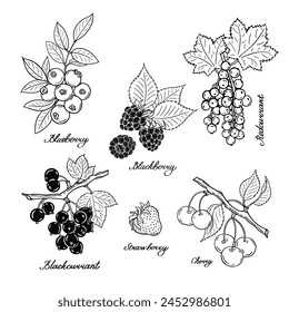 Cherry, currant, blueberry, blackberry and strawberry. Blck and white berries set. Hand-drawn flat image. Vector illustration on a white background.