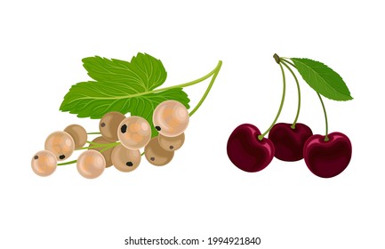 Zweigstelle Kirsche und Johannisbeere mit Berries und grünem Faserlein