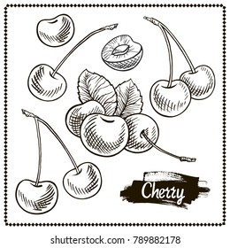 Cherry drawing set. Isolated hand drawn berry on white background. Summer fruit engraved style illustration. Detailed vegetarian food. Great for label, poster, print