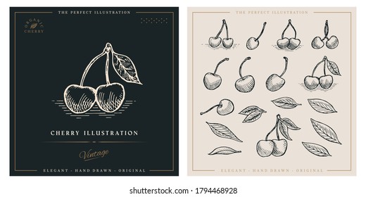 Cherry engraving illustration set. Hand drawn vector illustrations for logo, label, packaging, print