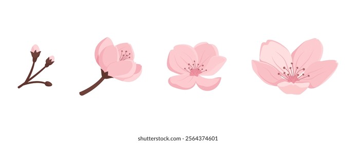 Cherry flower blooming stages, botany and growth concept, isolated