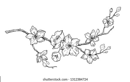 Cherry Flower Blossom, Botanical Art. Spring Almond, Sakura, Apple Tree Branch, Hand Draw Doodle Vector Illustration. Cute Black Ink Art, Isolated On White Background. Realistic Floral Bloom Sketch. 