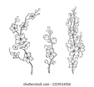 Cherry flower blossom, botanical art set. Spring almond, sakura, apple tree branch, hand draw doodle vector illustration. Cute black ink art, isolated white background. Realistic floral bloom sketch 