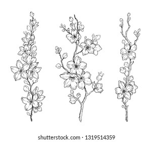 Cherry flower blossom, botanical art set. Spring almond, sakura, apple tree branch, hand draw doodle vector illustration. Cute black ink art, isolated white background. Realistic floral bloom sketch 