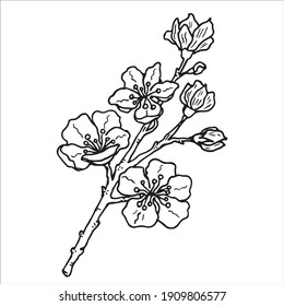 Apple Blossom Drawing High Res Stock Images Shutterstock