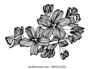 Cherry flower blossom, botanical art. Spring almond, sakura, apple tree branch, hand draw doodle vector illustration. Cute black ink art, isolated on white background. Floral bloom sketch.
