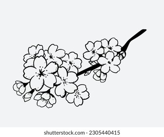 Cherry flower blossom, botanical art. Spring almond, sakura, apple tree branch, hand draw doodle vector illustration. Cute black ink art, isolated on white background. Realistic floral bloom sketch.
