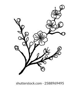 Cherry flower blossom, botanical art. Spring almond, sakura, branch, hand draw doodle line art illustration. Cute black ink art, isolated on white background. Realistic floral bloom sketch.