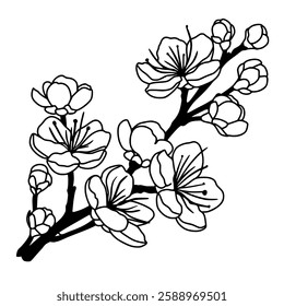 Cherry flower blossom, botanical art. Spring almond, sakura, branch, hand draw doodle line art illustration. Cute black ink art, isolated on white background. Realistic floral bloom sketch.