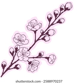 Cherry flower blossom, botanical art. Spring almond, sakura, branch, hand draw doodle line art illustration. colored black ink art, isolated on white background. Realistic floral bloom sketch.