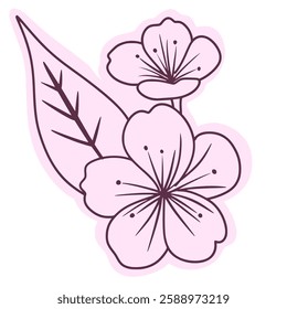 Cherry flower blossom, botanical art. Spring almond, sakura, branch, hand draw doodle line art illustration. colored black art, isolated on white background. Realistic floral bloom sketch.