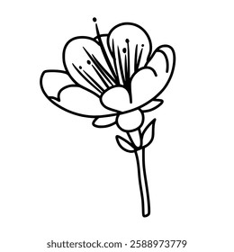 Cherry flower blossom, botanical art. Spring almond, sakura, branch, hand draw doodle line art illustration. black art, isolated on white background. Realistic floral bloom sketch.