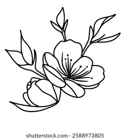 Cherry flower blossom, botanical art. Spring almond, sakura, branch, hand draw doodle line art illustration. black art, isolated on white background. Realistic floral bloom sketch.