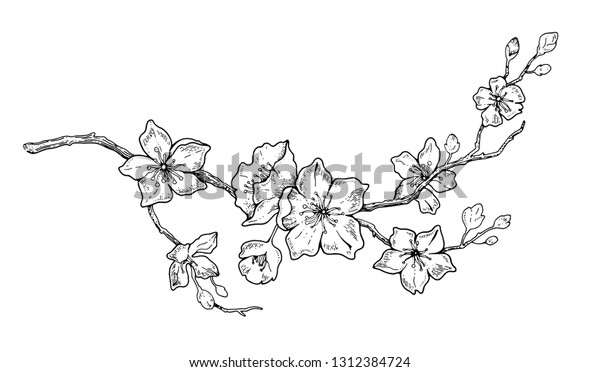 桜の花 植物画 春のアーモンド 桜 リンゴの木の枝 手描きの落書きベクターイラスト 白い背景にかわいい黒いインクアート リアルな花の花 のスケッチ のベクター画像素材 ロイヤリティフリー