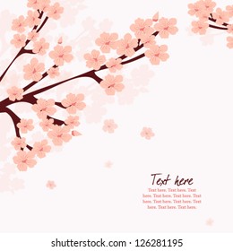  Cherry flower blossom isolated on white, spring floral card, sakura blossom on tree