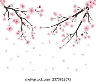 Cherry flower on white background. Cherry tree spring flower background.Sakura on white background. Elements are isolated on a white background. Cherry blossom branch with sakura flower.
