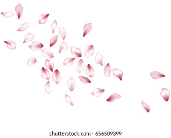 Cherry flower petals flying down vector background. Spring blossom elements isolates on white. Floral confetti pattern. 