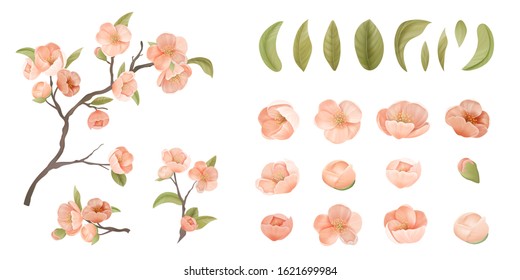 Cherry Flower Set Isolate on White Background. Pink Sakura Blossom, Green Leaves and Branches, Design Elements for Graphic Design Printable Banner, Poster or Flyers Decoration. Vector Illustration