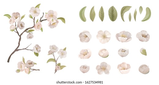 Cherry Flower Set Isolate on White Background. Realistic Sakura Blossom, Green Leaves and Branches, Design Elements for Graphic Design Printable Banner, Poster or Flyer Decoration. Vector Illustration