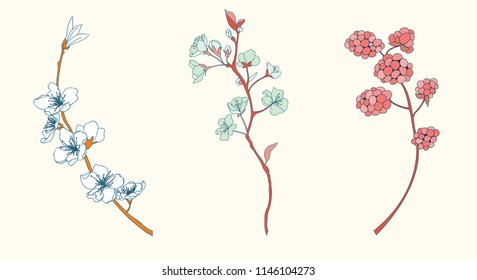 Cherry Flower Vector Illustration Element Set