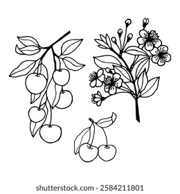Cherry flowers berries. Vector stock illustration eps10. Outline, hand drawn.
