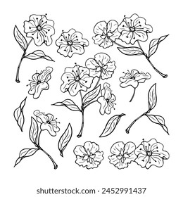 Cherry flowers. Blck and white berries set. Hand-drawn flat image. Vector illustration on a white background.